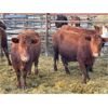 Image 2 : DP Cattle Co. - 13 Red Simmental X 2nd Calvers (Pen 501)