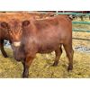 Image 4 : DP Cattle Co. - 13 Red Simmental X 2nd Calvers (Pen 501)