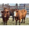 Image 5 : DP Cattle Co. - 13 Red Simmental X 2nd Calvers (Pen 501)
