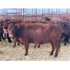 Image 1 : DP Cattle Co. - 11 Red 4-5 Year-Old Cows (Pen 402)