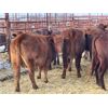 Image 2 : DP Cattle Co. - 11 Red 4-5 Year-Old Cows (Pen 402)