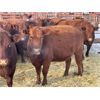 Image 3 : DP Cattle Co. - 10 Red 4-5 Year-Old Cows (Pen 402)
