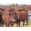 Image 4 : DP Cattle Co. - 10 Red 4-5 Year-Old Cows (Pen 402)