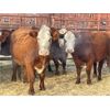 Image 1 : DP Cattle Co. - 11 Red Brockle Face/Baldie 4-5 Year-Old Cows (Pen 404)