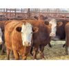 Image 2 : DP Cattle Co. - 11 Red Brockle Face/Baldie 4-5 Year-Old Cows (Pen 404)