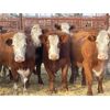 Image 3 : DP Cattle Co. - 11 Red Brockle Face/Baldie 4-5 Year-Old Cows (Pen 404)
