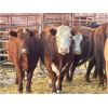 Image 4 : DP Cattle Co. - 11 Red Brockle Face/Baldie 4-5 Year-Old Cows (Pen 404)