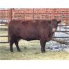 Image 2 : DP Cattle Co. - 11 Red 6-9 Year-Old Cows (Pen 406)