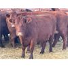 Image 3 : DP Cattle Co. - 11 Red 6-9 Year-Old Cows (Pen 406)