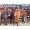 Image 2 : DP Cattle Co. - 16 Lighter Red/Yellow 5-7 Year-Old Cows (Pen 515)