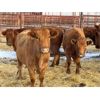 Image 3 : DP Cattle Co. - 16 Lighter Red/Yellow 5-7 Year-Old Cows (Pen 515)