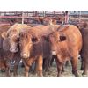 Image 4 : DP Cattle Co. - 16 Lighter Red/Yellow 5-7 Year-Old Cows (Pen 515)