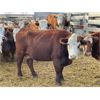 Image 2 : DP Cattle Co. - 17 Red Brockle Face/Baldie 4-8 Year-Old Cows (Pen 514)
