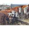 Image 3 : DP Cattle Co. - 17 Red Brockle Face/Baldie 4-8 Year-Old Cows (Pen 514)