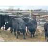 Image 2 : DP Cattle Co. - 8 Black Middle-Aged Cows (Pen 516)