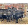 Image 3 : DP Cattle Co. - 8 Black Middle-Aged Cows (Pen 516)