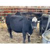 Image 1 : DP Cattle Co. - 5 Black Brockle Face Middle-Aged Cows (Pen 503)