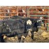 Image 2 : DP Cattle Co. - 5 Black Brockle Face Middle-Aged Cows (Pen 503)