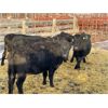 Image 2 : DP Cattle Co. - 11 Black Mature Cows (Pen 520)