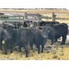 Image 3 : DP Cattle Co. - 11 Black Mature Cows (Pen 520)