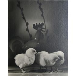 Rowena Fruth, Baby Chicks, Photograph