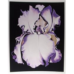 Lowell Blair Nesbitt, White Iris on Black, Serigraph 