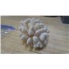 Image 1 : White Coral