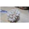 Image 2 : White Coral