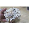Image 3 : White Coral