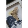 Image 2 : Framed Moth