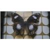 Image 2 : Framed Butterfly
