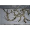 Image 4 : Lot of Antler Sheds