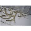 Image 5 : Lot of Antler Sheds