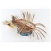 Image 1 : Plains Indian Roach