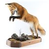 Image 2 : Full Mounted Fox