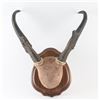 Image 1 : Antelope Antler Mount
