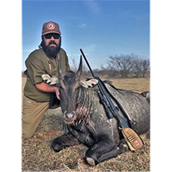 Nilgai Hunt In South Texas