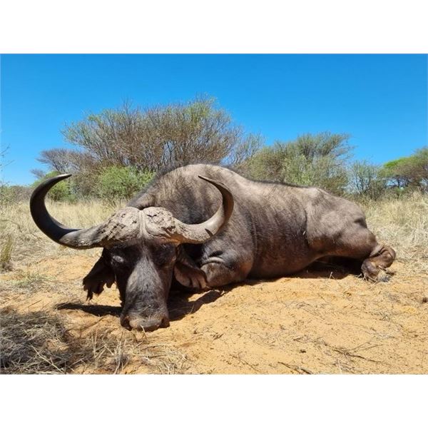 7 Day Cape Buffalo Hunt For 1 Hunter