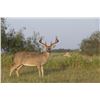 Image 1 : 3-Day Texas Hunt -Includes Trophy Buck, Management Bucks, Hogs, Coyotes, and Turkey!