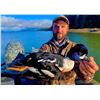 Image 6 : 3-Day Collector Trip for Seaducks and Divers in the Pacific Northwest for 4 Hunters
