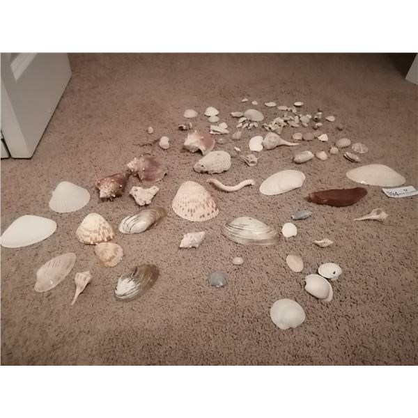 Collection of Sea Shells