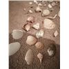 Image 2 : Collection of Sea Shells