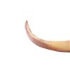 Image 2 : 19th Century Assiniboine Antelope Horn - Sundog
