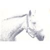 Image 7 : Horse Graphite Etching by Jan Bennett c. 1987