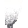 Image 8 : Horse Graphite Etching by Jan Bennett c. 1987