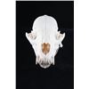 Montana Black Bear Skull