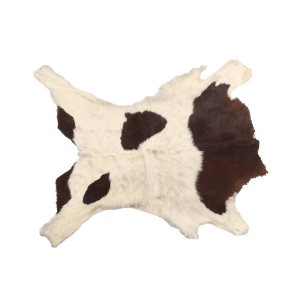 Montana Tanned Holstein Calf Hide Taxidermy