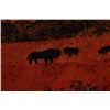 Image 8 : Big Sky Buffalo on Plains Polyester Throw Blanket