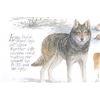 Image 14 : "Gray Wolf" Signed Lithograph By Daniel Van Zyle