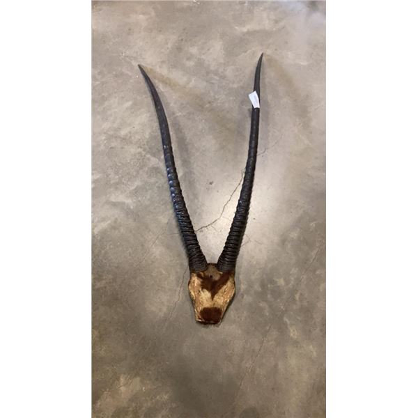 42" GAZELLE ANIMAL HORNS